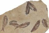 Fossil Fish (Gosiutichthys) Mortality Plate - Wyoming #212099-1